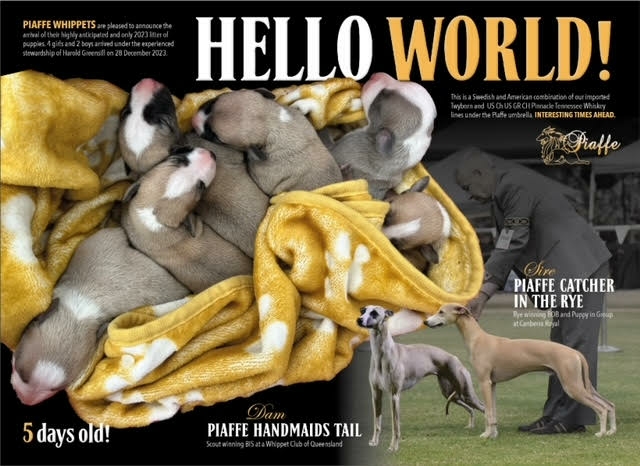 piaffe news litter announcement catcher in the rye