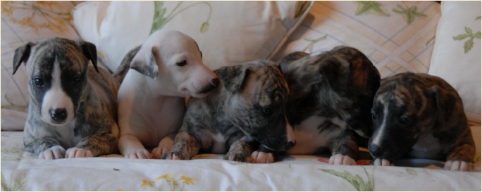 Piaffe whippets litter of puppies
