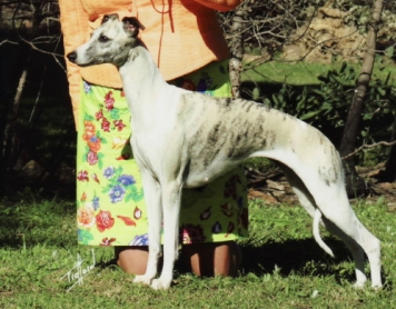 piaffe whippets Brisbane