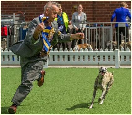 Harold handling Valder at dog challenge melbourne royal 2013