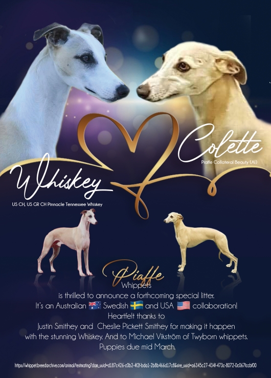 Piaffe whippets Whiskey and Colette litter announcement.