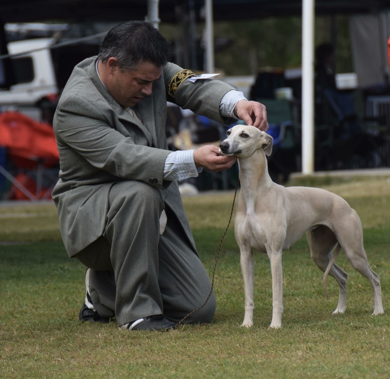 Ch Piaffe Collateral Beauty (AI) "Colette"