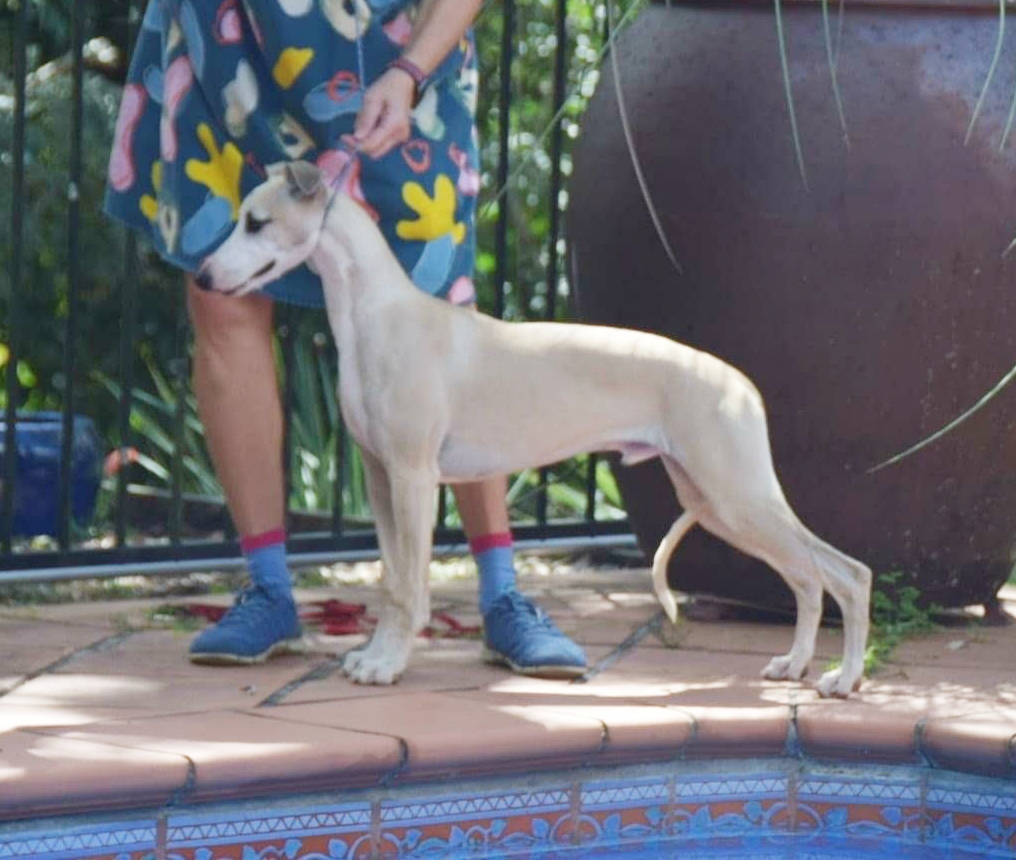 Piaffe Innocence (AI) “Lucian”