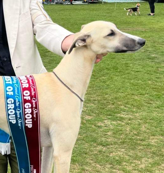 Piaffe Houston Calling to Jhanzi (Imp Aust) (AI)