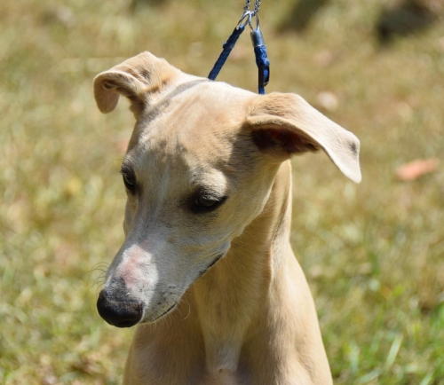 Piaffe Catcher in the Rye (AI)